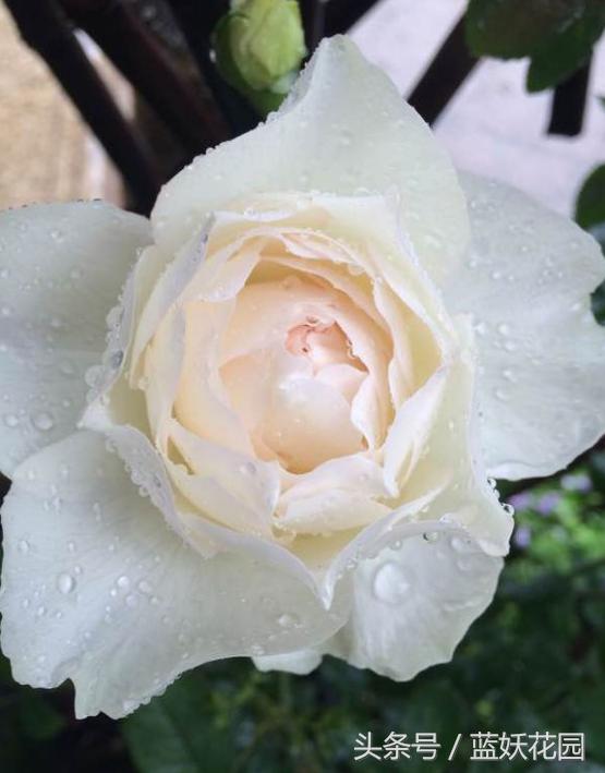 网购月季到家花苞蔫了怎么办,月季换盆后花苞蔫了怎么补救