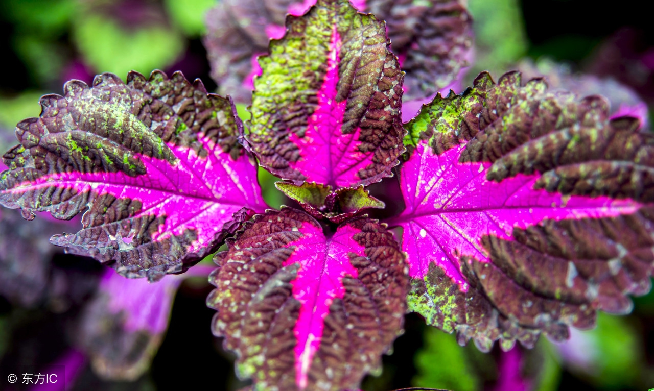 韵脚集注—写诗、对对联一帖凑齐了