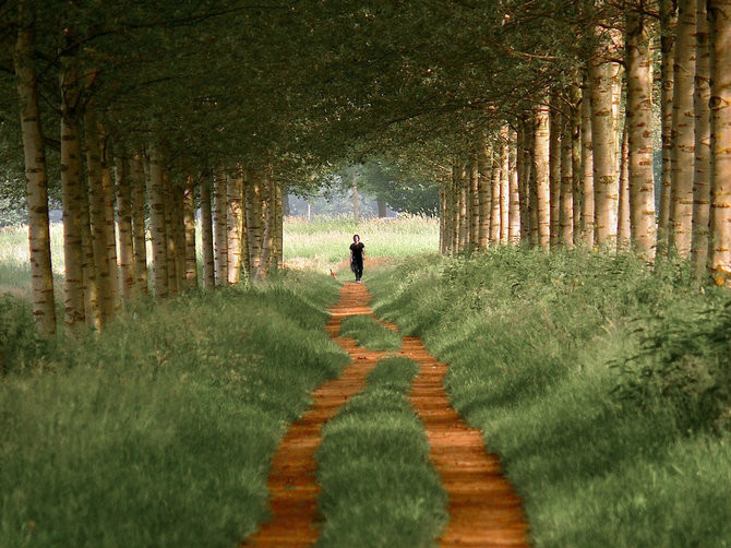 绝美林荫,绝美林荫道创意图片