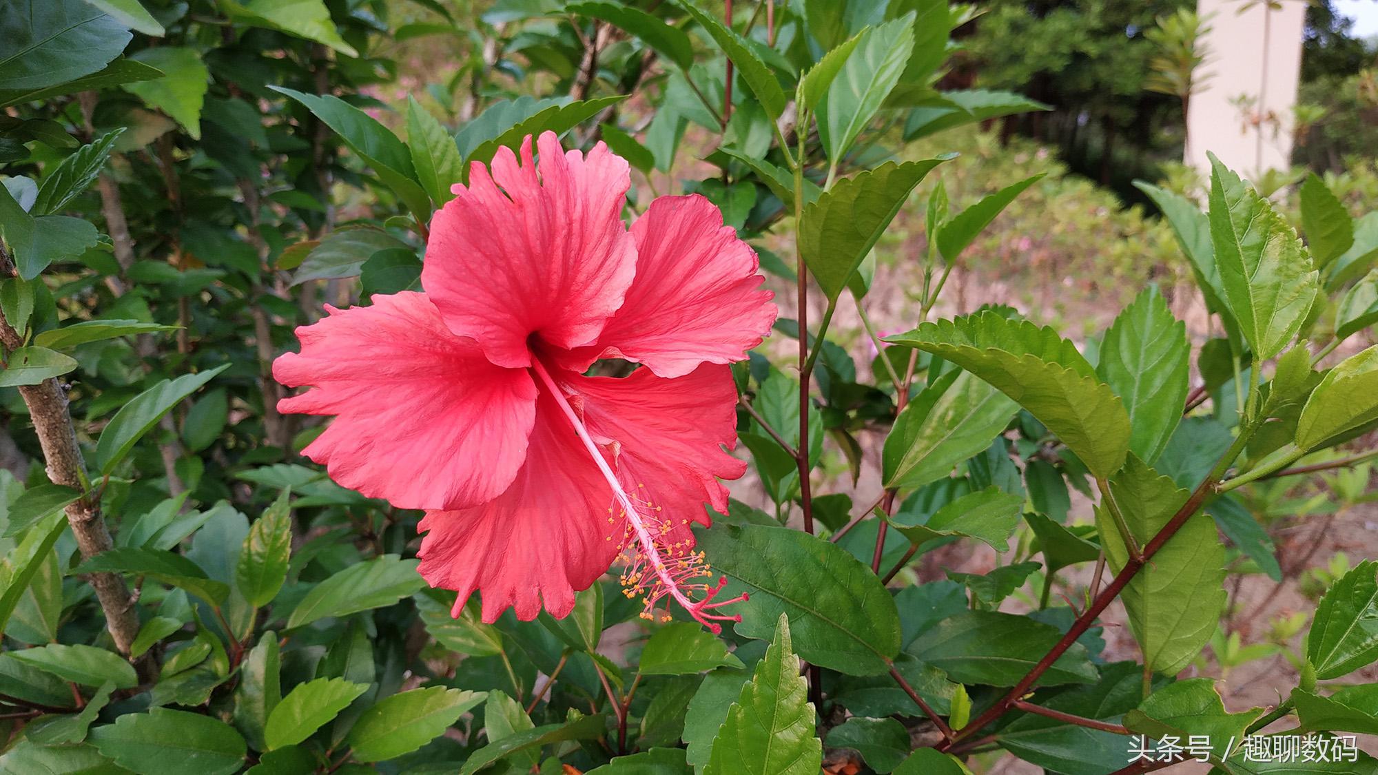 红米note5a测评,骁龙636全球首发红米note5pro