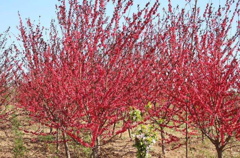 震撼千亩海棠绽芬芳,千亩海棠竞相开放