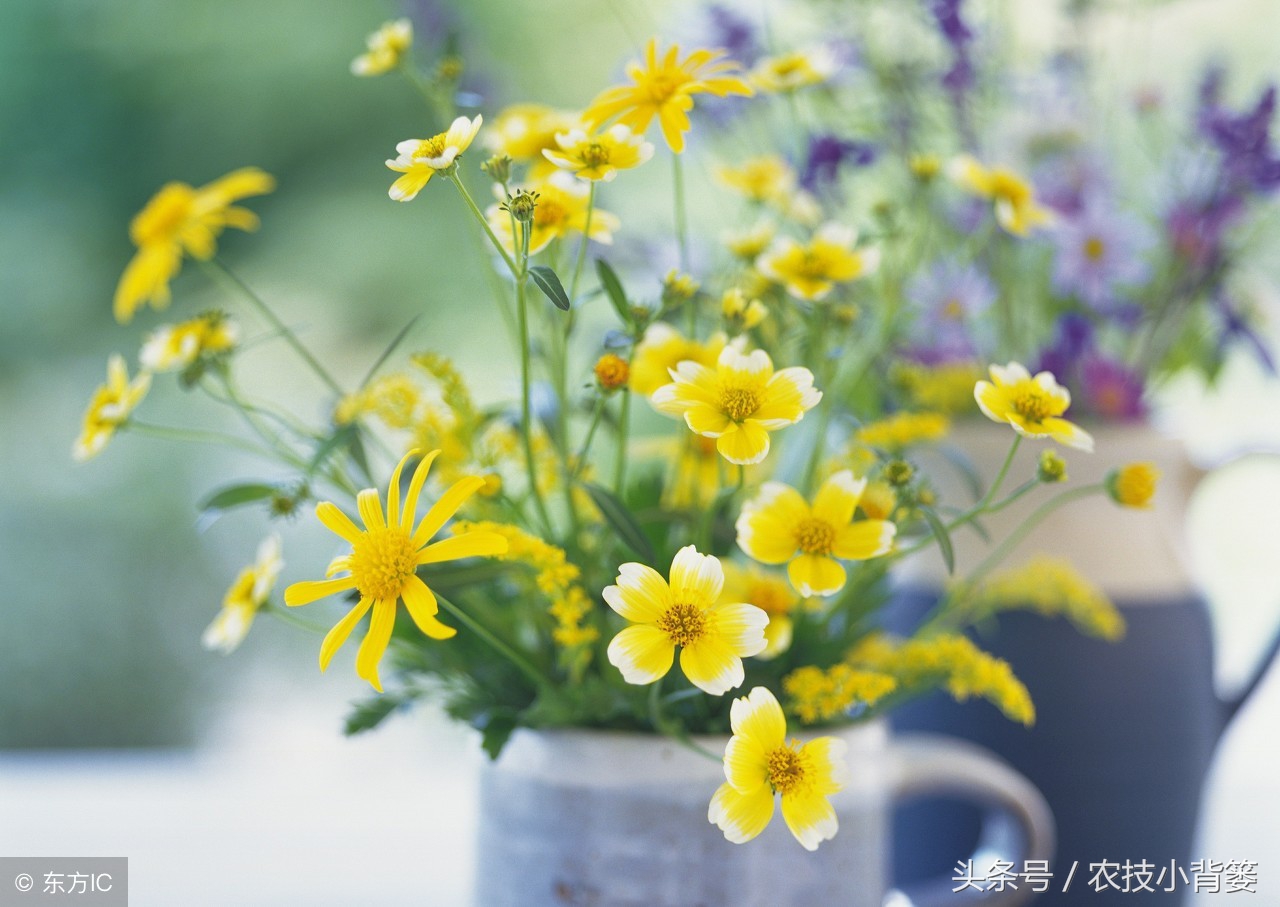 盆栽巧用小苏打:消毒灭菌、防虫祛害,家庭养花更简单!