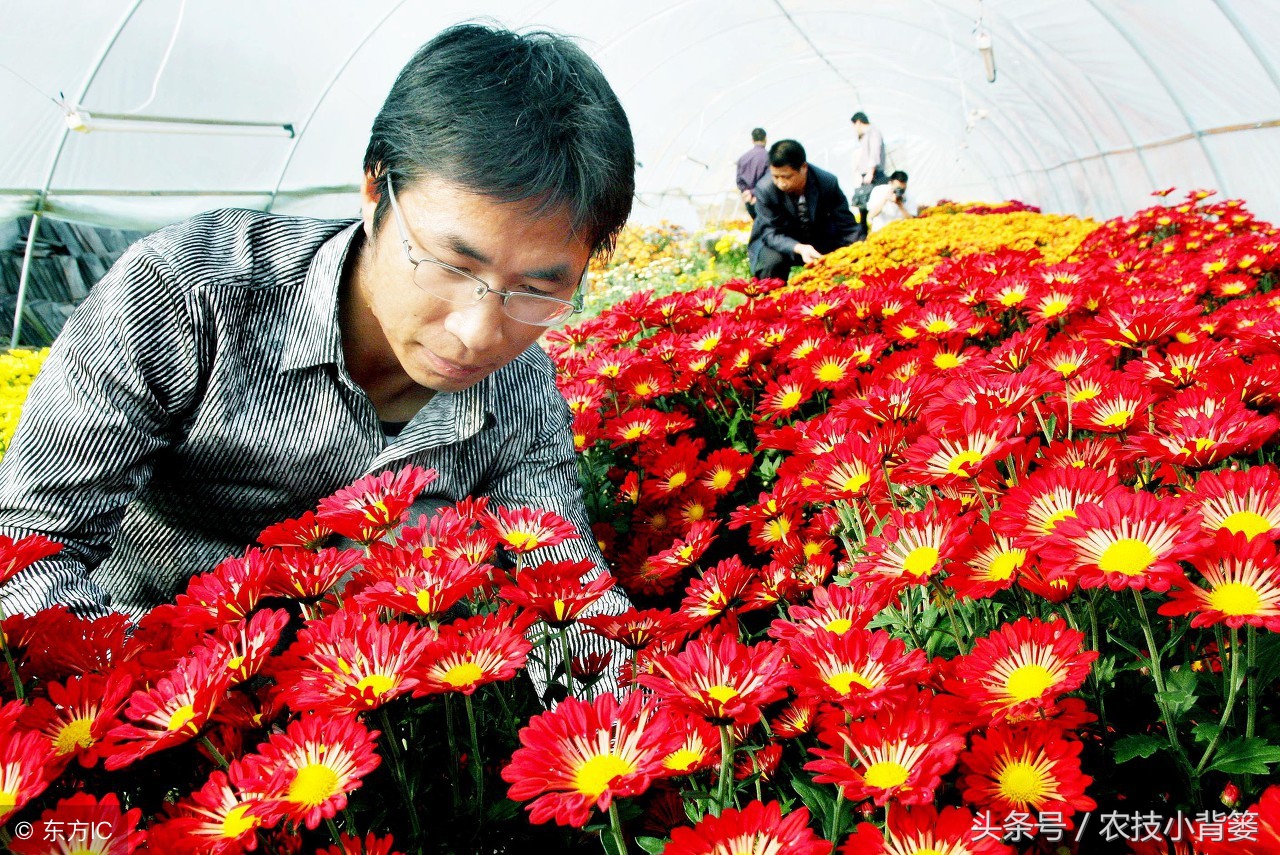 盆栽巧用小苏打:消毒灭菌、防虫祛害,家庭养花更简单!