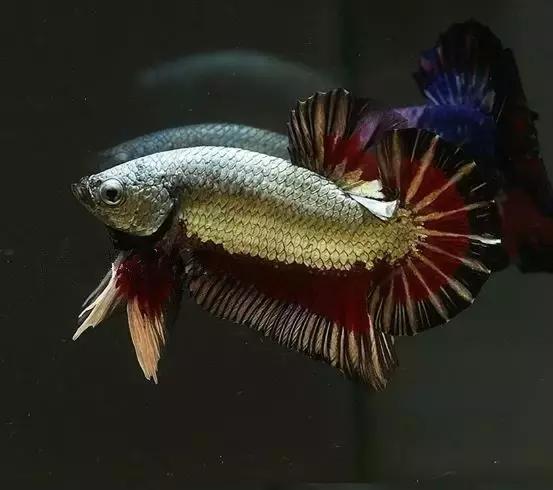 有哪些斗鱼天性好斗,斗鱼自恋狂