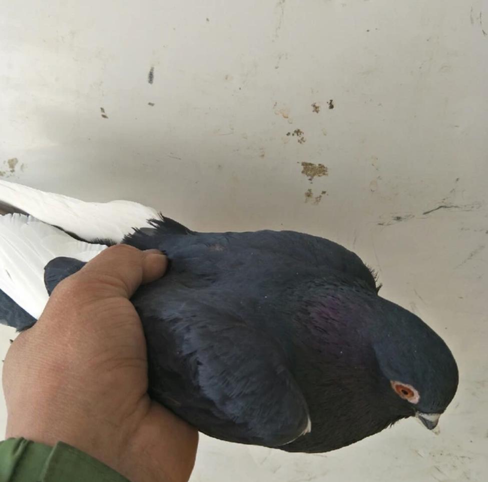 手养鸽子喂鸽乳喂多久,养鸽这三样东西切记不要喂