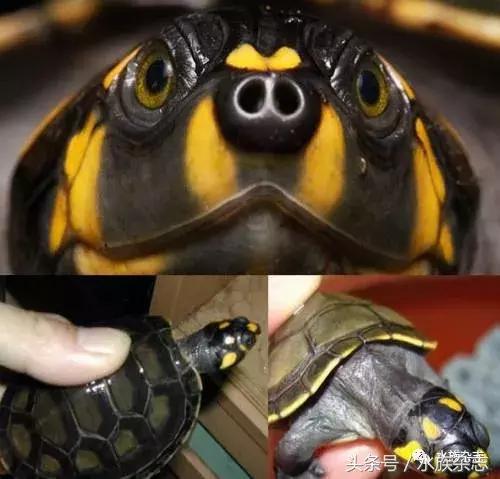 鱼缸里的龟,鱼缸里面的龟晒台