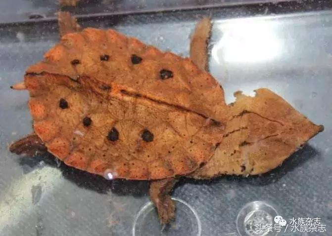 鱼缸里的龟,鱼缸里面的龟晒台