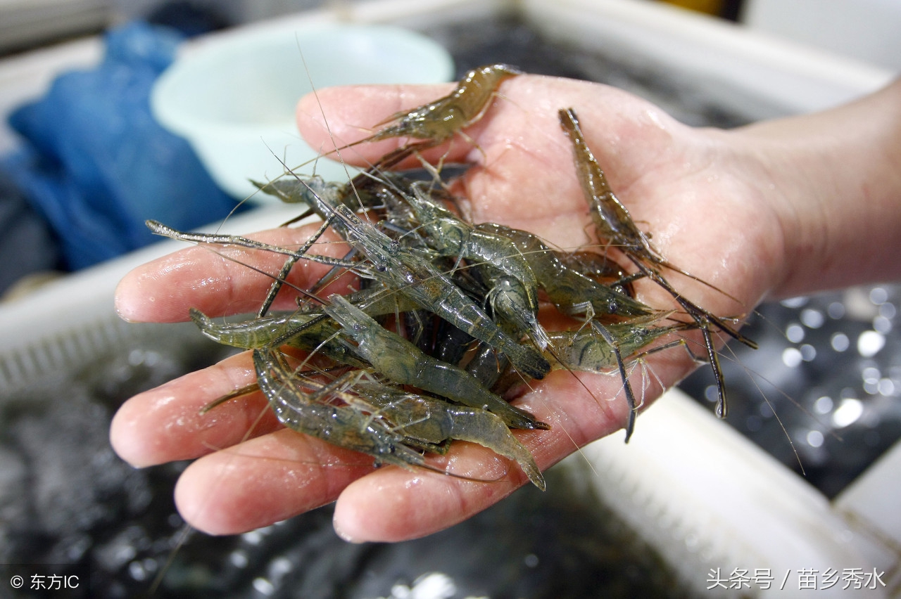 养小河虾需要注意什么,怎么养小河虾才能养得活