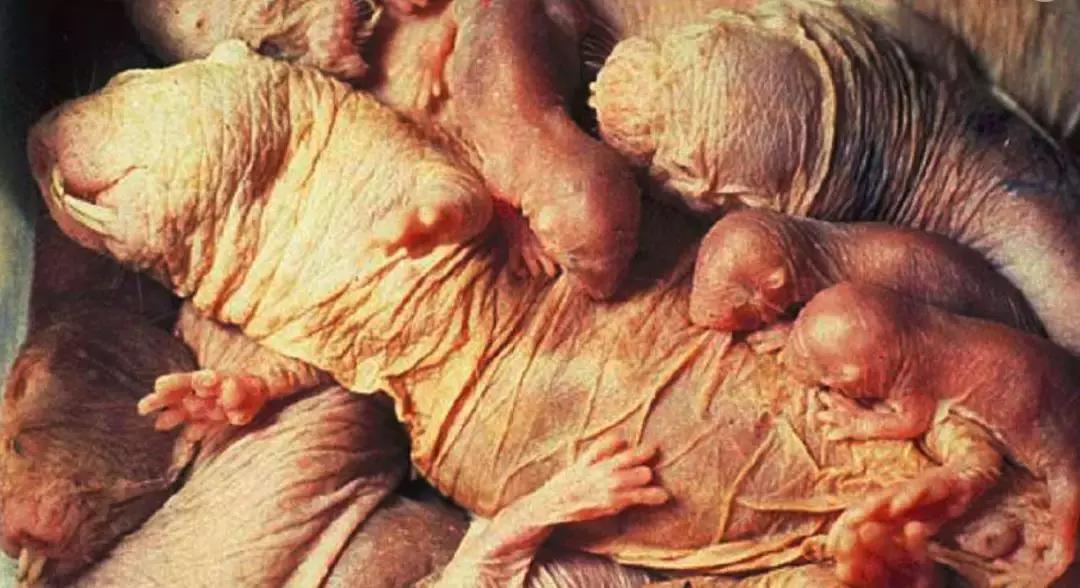 裸鼹鼠不衰老为什么会死,裸鼹鼠一生不得病吗