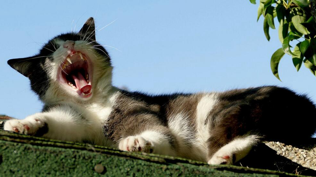 猫咪焦虑症怎么解决,猫焦虑症的症状及表现