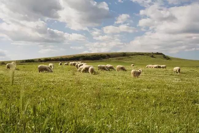 蓝河儿童成长奶粉配方,蓝河奶粉核心营养素