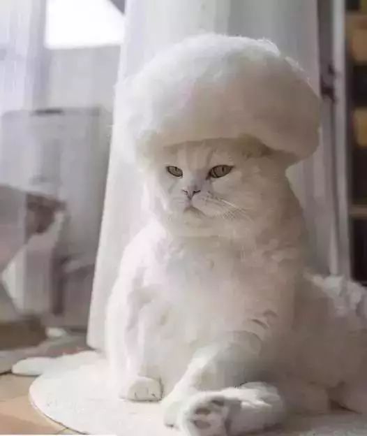 猫头秃了一块毛是怎么回事,为什么猫一直掉毛还不秃