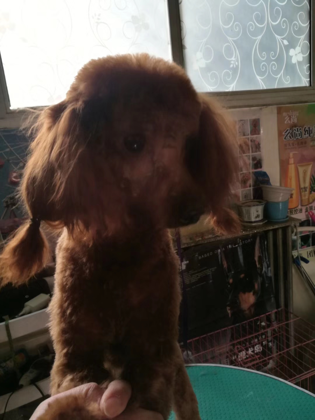 网上买狗狗被骗,网上买宠物狗靠谱吗