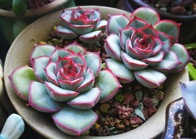 多肉白粉病最好的治疗方法,多肉白腐病怎么治