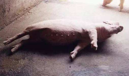 猪伪狂犬症状视频,猪蓝耳伪狂犬双阴