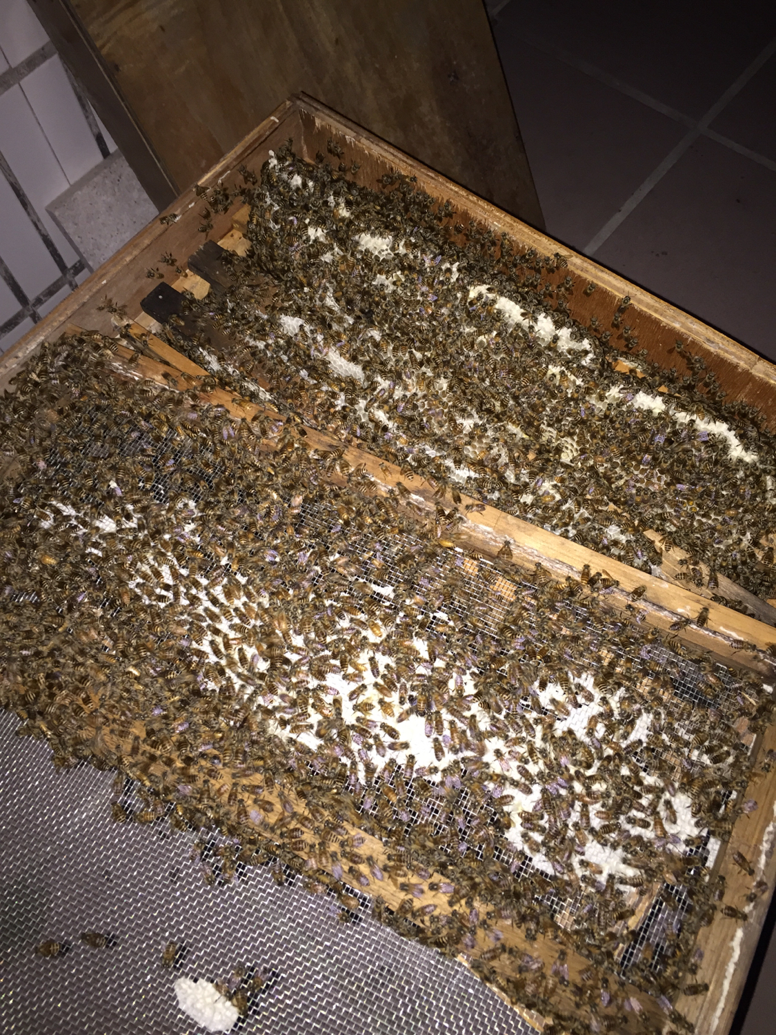 合并蜂群要关王吗,工产蜂群如何合并