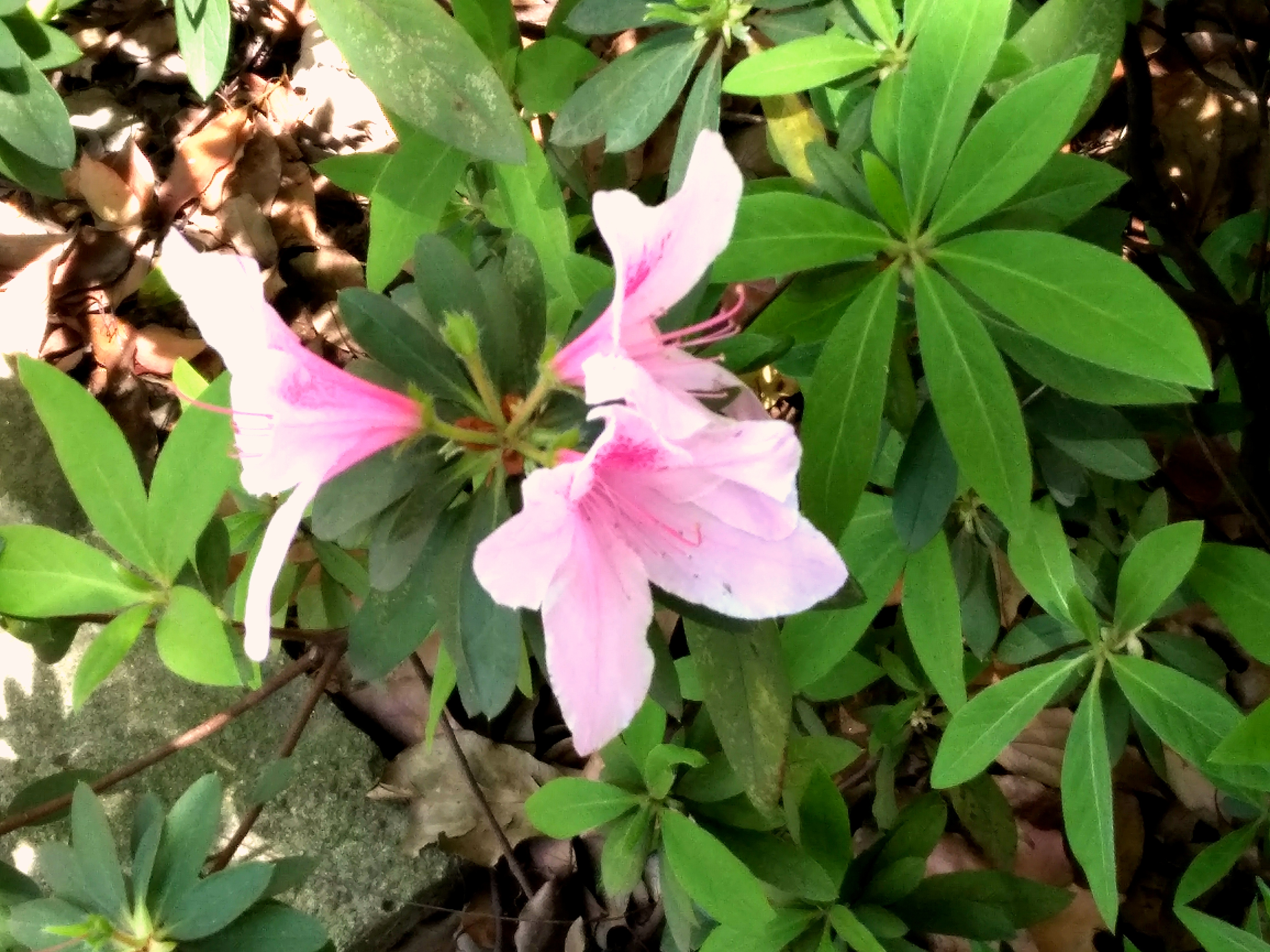 觅芳踪——中南财经政法大学首义校区四月观花指南