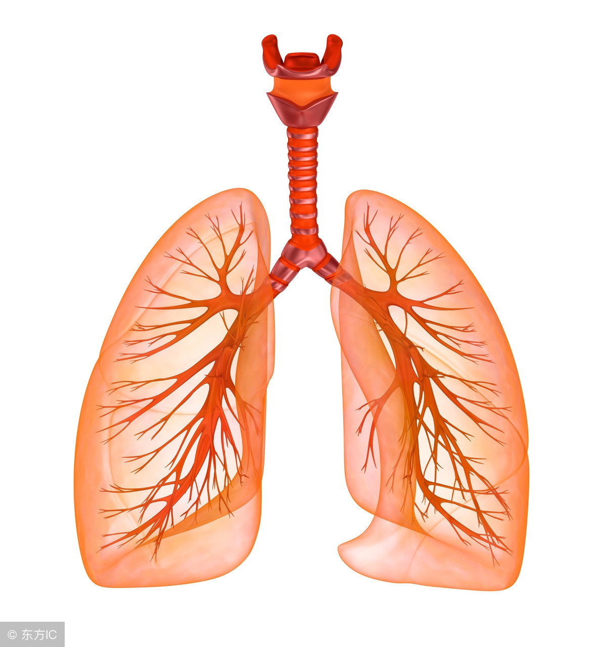 干咳气短小妙招,干咳要警惕