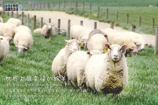 蓝河绵羊奶产地哪里,蓝河绵羊奶哪个国家的