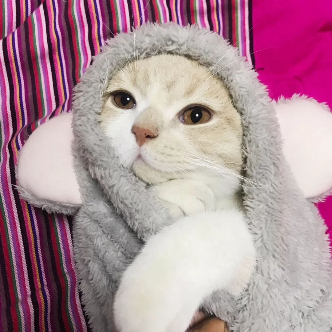 网易丁磊和网易严选,丁磊严选视频