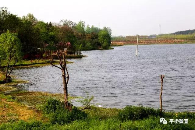 平桥美丽乡村,平桥区漂亮乡村