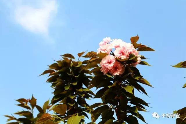 平桥美丽乡村,平桥区漂亮乡村