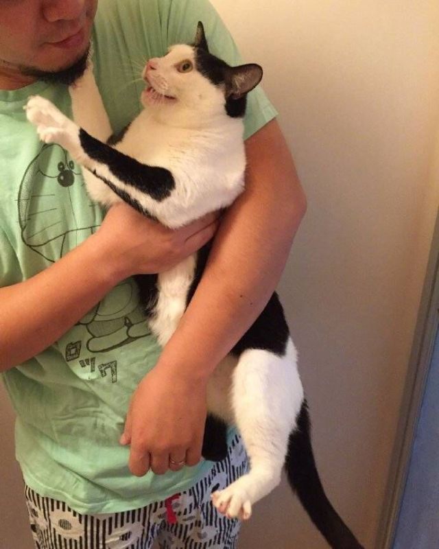 给猫咪洗澡的正确方法,给猫咪洗澡的全过程步骤技巧