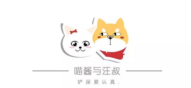 养猫人需要什么,养猫人需要学习的书籍