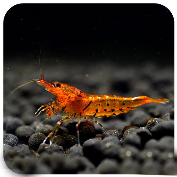 养观赏虾的缸养什么鱼,观赏虾和观赏鱼哪个好养一些