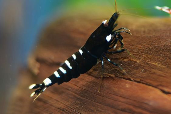 养观赏虾的缸养什么鱼,观赏虾和观赏鱼哪个好养一些