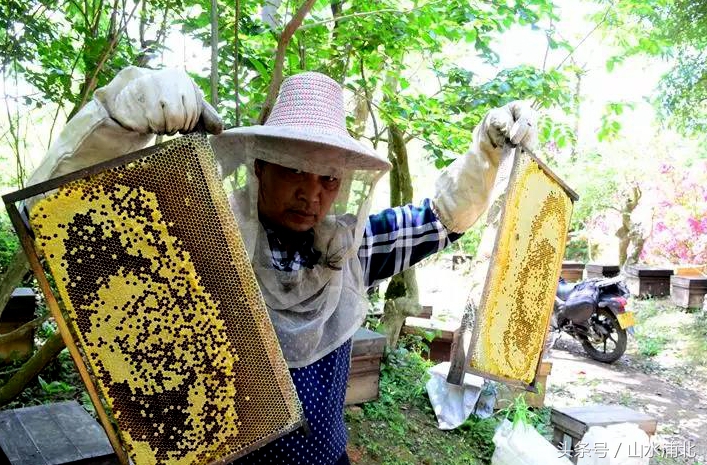 养蜂蜂蜜多少钱一斤,横县蜜蜂出售