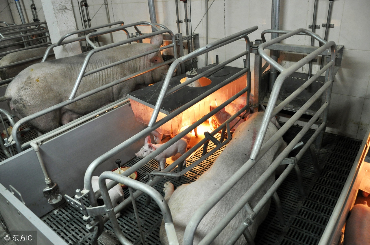 母猪打疫苗后打什么消炎药,母猪常备药