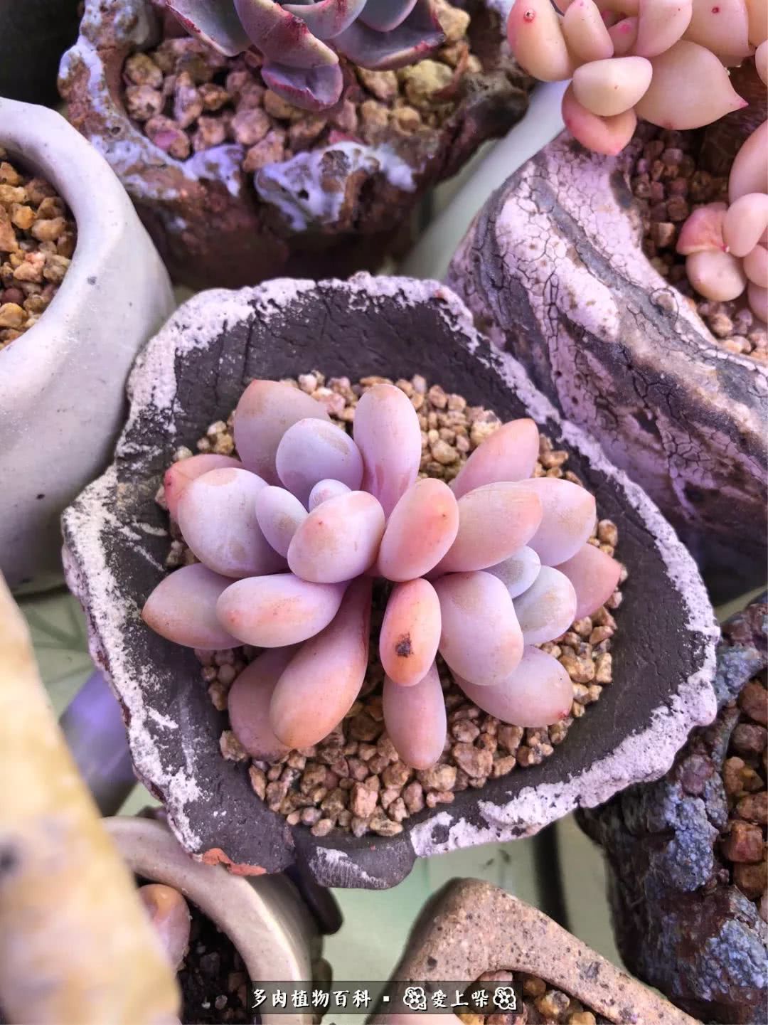 没阳光的多肉也如此迷人,不需要很多阳光的多肉