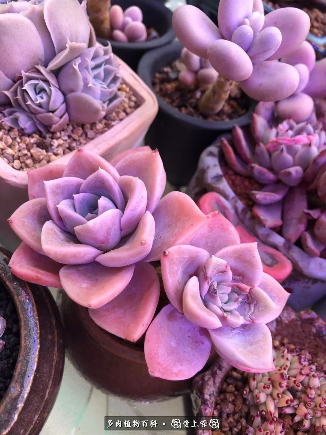 没阳光的多肉也如此迷人,不需要很多阳光的多肉