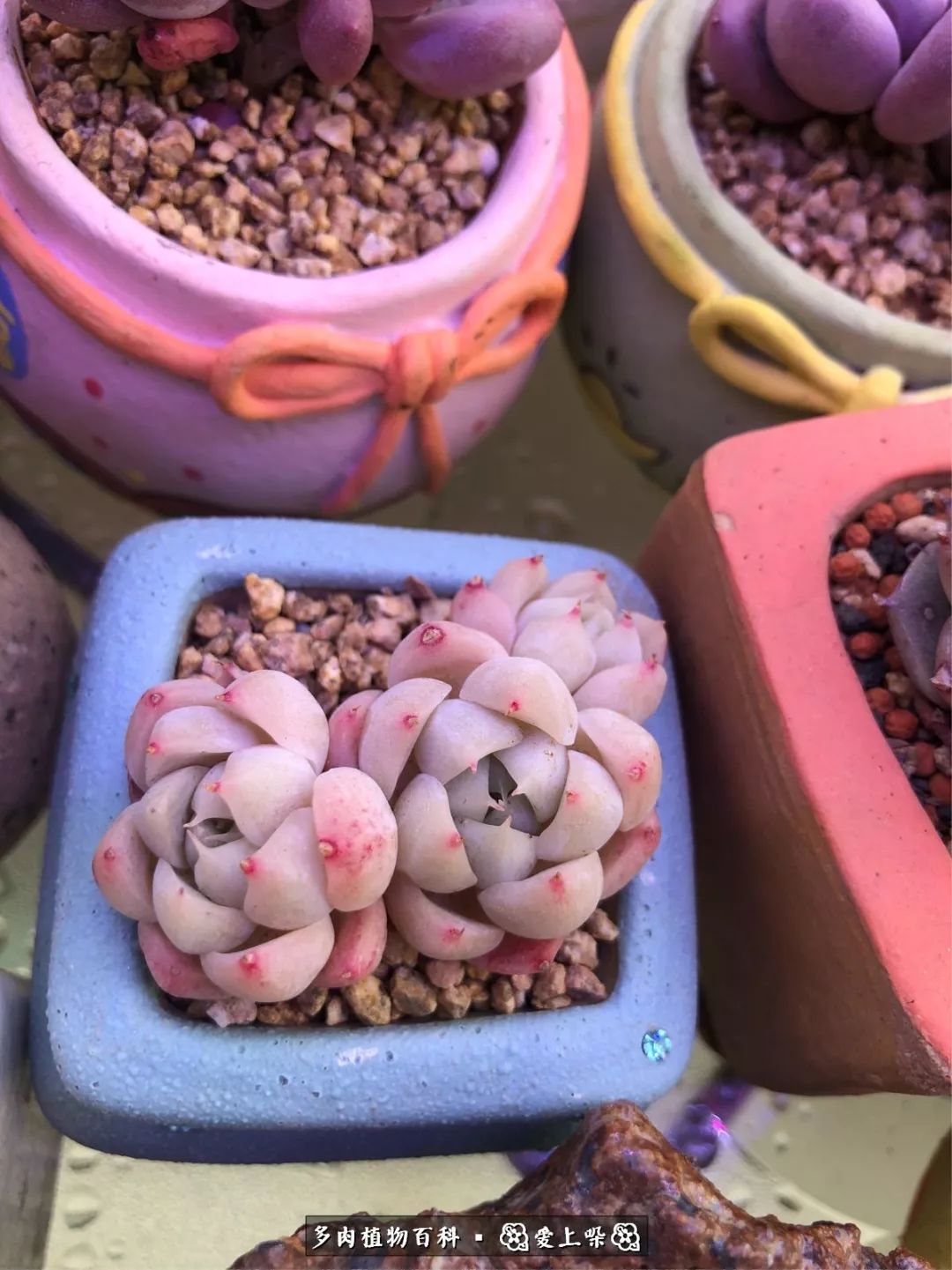 没阳光的多肉也如此迷人,不需要很多阳光的多肉