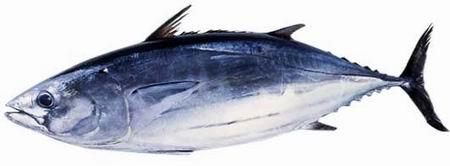 日本料理里经常点的鱼,日本料理最正宗的是什么鱼