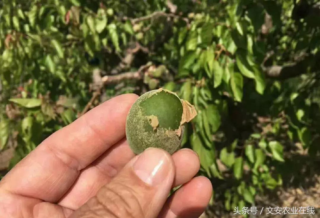 吴老三果树冻害后恢复的修剪技术,果树冻害以后的措施