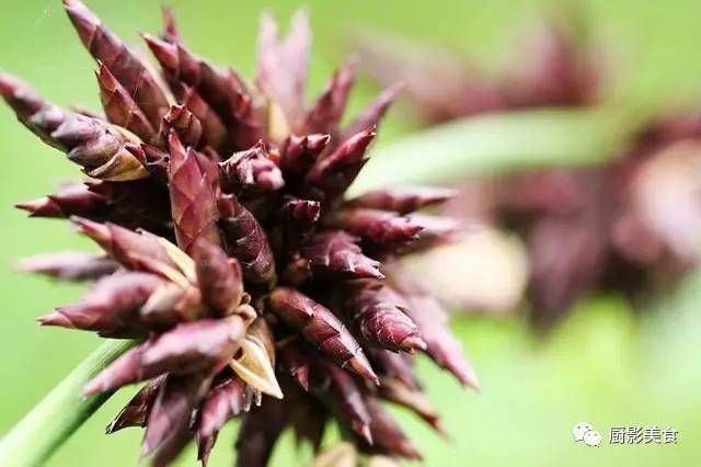 大米种类有粳米籼米,盒马鲜生大米种类