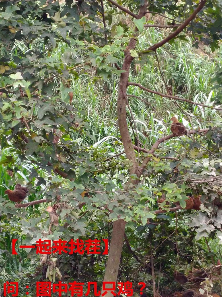 退伍军人养鸡创业致富,90后农村小哥辞职回乡创业养鸡