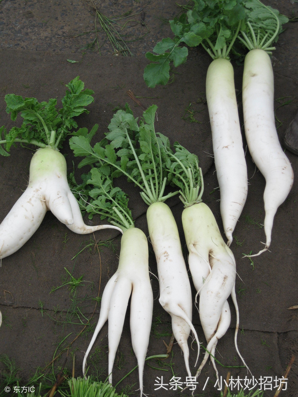 几毛钱一斤的东西,治疗鼻炎特好使,立竿见影,还预防感冒