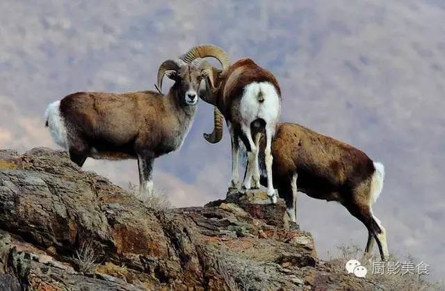 爱吃羊肉,爱吃串,那就看看这60种不同品种的羊长什么样子吧!