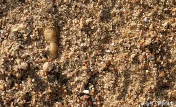 多肉植物养殖土壤配方,不花钱多肉植物养殖方法