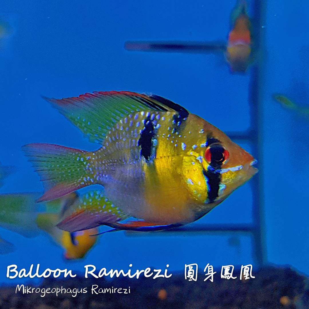 观赏鱼热带鱼品种,热带鱼品种太多认不清