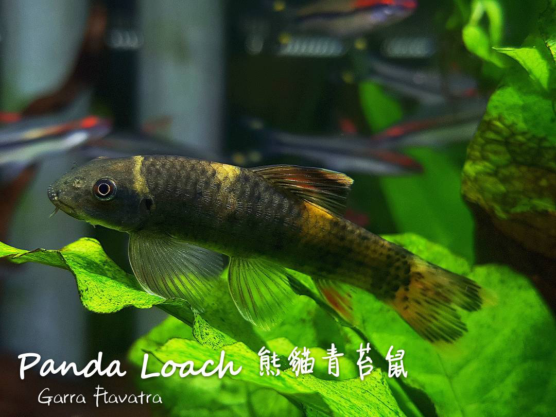 观赏鱼热带鱼品种,热带鱼品种太多认不清