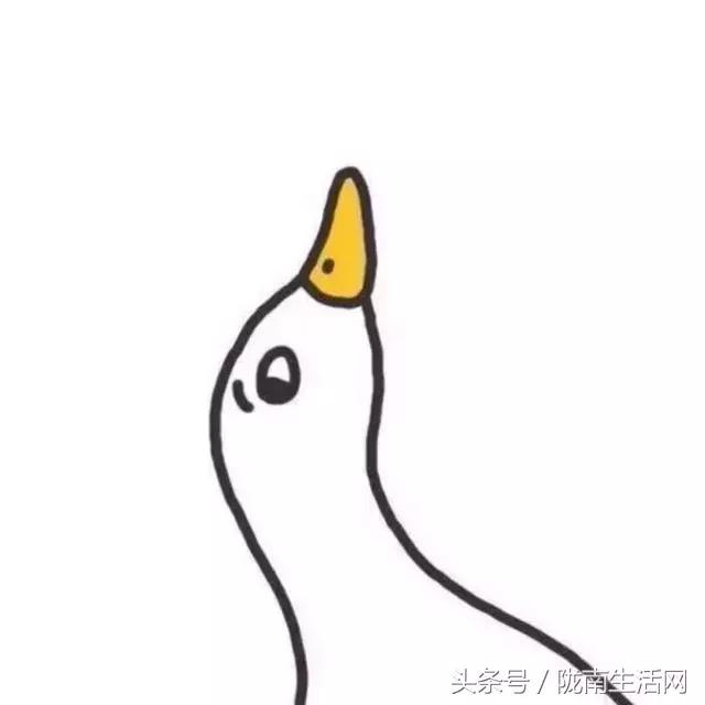 四川成县陈氏香鹅掌,四川成县香鹅掌