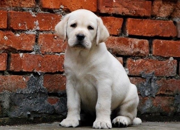 狗瘟神经症状及治疗方法,狗瘟的症状和细小的区别