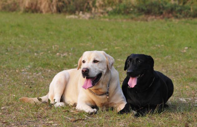 狗接触了有狗瘟的狗怎么办,狗瘟治愈的最佳方法