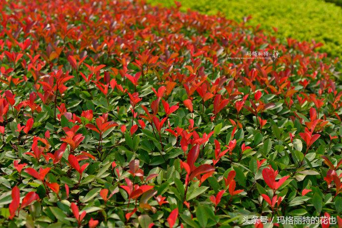 石楠花的气味是怎样的,石楠花的味道和什么植物差不多