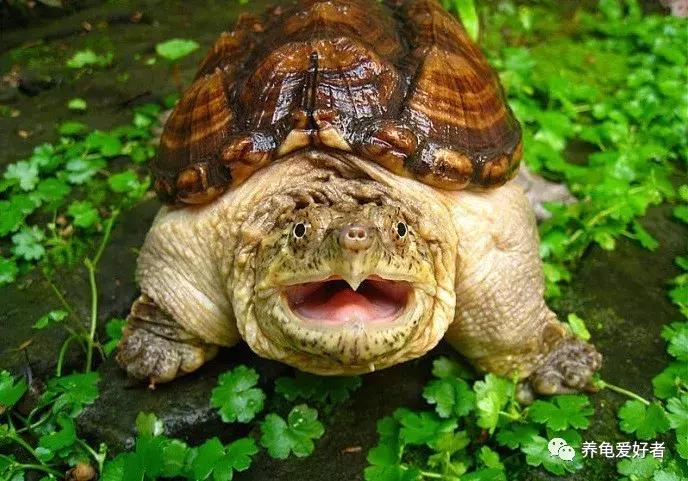 当下养什么龟好,这几年适合养什么龟