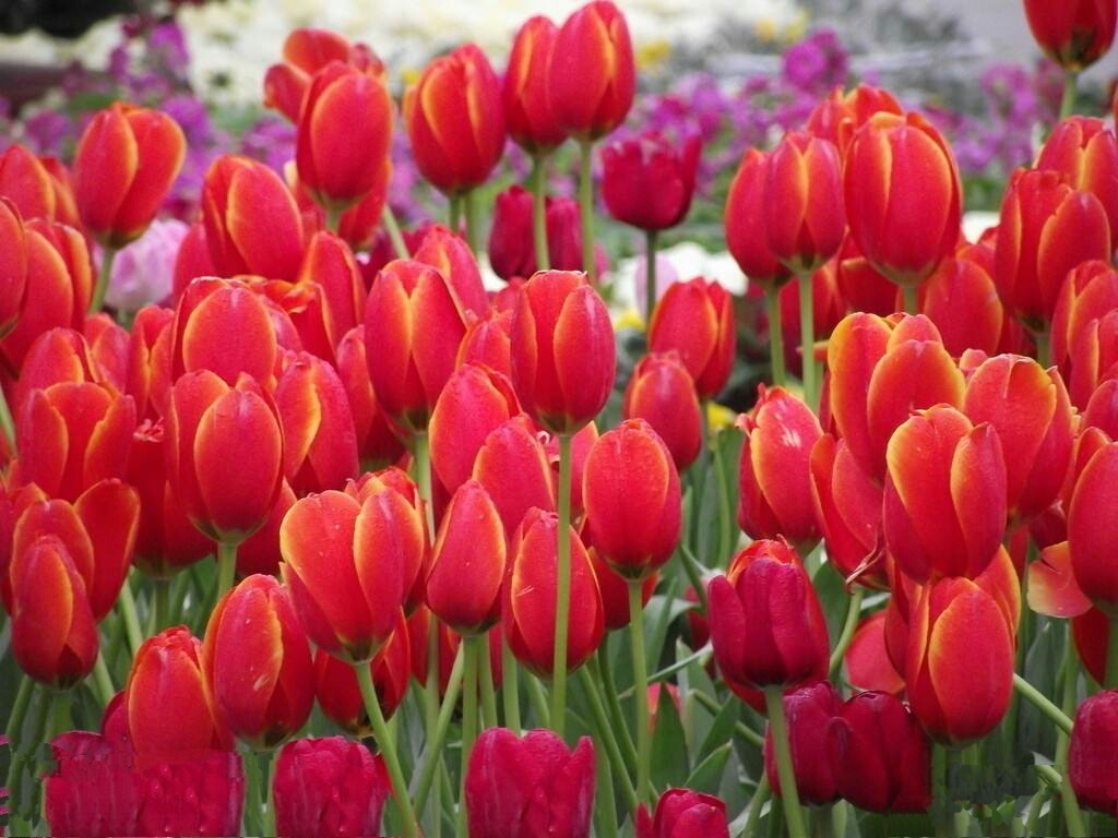 爱意满满郁金香,郁金香表达爱意文案